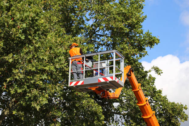 Best Storm Damage Tree Cleanup  in Princess Anne, MD